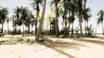 A sandy beach with palm trees and the ocean in the background video