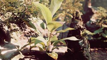 Sunlit Tropical Forest With a Group of Trees in the Soil video
