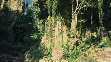 Group of Trees Growing on Cliff. mountain path video