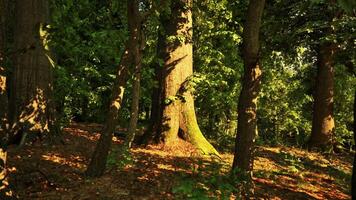 A forest filled with lots of trees and leaves. dark forest video