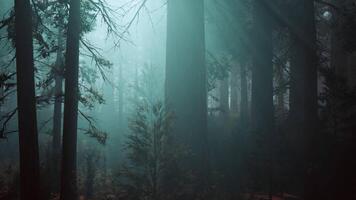 Sequoia Forest Overwhelmed by Towering Trees. dark forest video