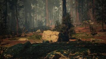 Sequoia Forest Full of Trees and Rocks. dark forest video