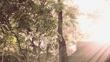 Sunlight Streaming Through Forest Trees video