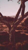 Tree Standing in Field With Mountains View video