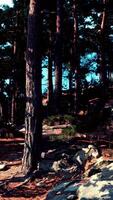 Dense Forest With Trees and Rocks video
