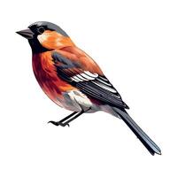 A red, black and white bird is standing on a white background vector