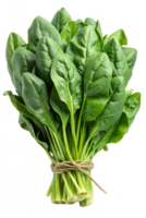 Fresh green spinach bundle tied with twine, cut out transparent png
