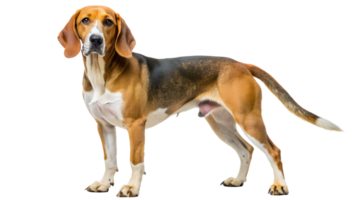 Beagle standing calmly on a white background, cut out transparent png