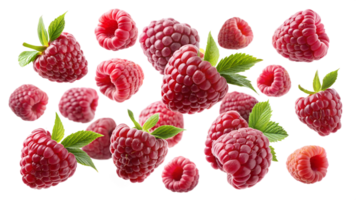 Fresh raspberries scattered on a white background, cut out transparent png