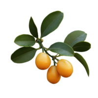 Fresh kumquat branch with ripe fruit and leaves, cut out transparent png