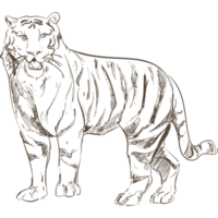 A tiger is standing in a black background png