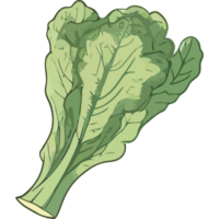 A green leafy vegetable is shown on a black background png