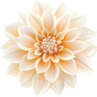 Blooming soft peach dahlia in spring, cut out transparent png
