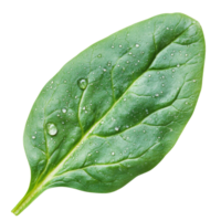 Fresh spinach leaf with dew drops in close-up view, cut out transparent png