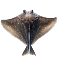 Unique view of a spotted eagle ray in bright light, cut out transparent png