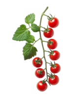 Sunlit cherry tomatoes on the vine, cut out transparent png