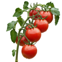 Dewy vine-ripened tomatoes in sunlight, cut out transparent png