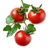 Fresh red tomatoes with water droplets on vine, cut out transparent png