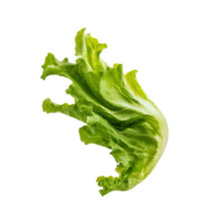 Fresh green lettuce leaf floating in mid air isolated transparent background png