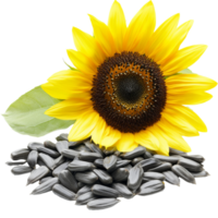 Sunflower with seeds in the sunlight isolated transparent background png