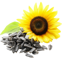 Sunflower with seeds and green leaves isolated transparent background png