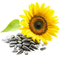 Sunflower next to sunflower seeds isolated transparent background png
