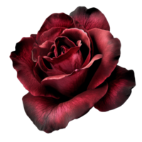 Deep red rose in full bloom with rich petals isolated transparent background png