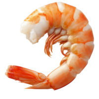 Curled shrimp with orange and white isolated transparent background png