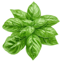 Fresh basil leaves arranged in a circular pattern isolated transparent png