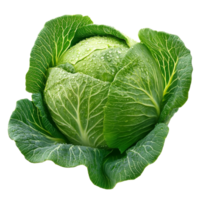 Fresh green cabbage with water droplets and leaves isolated transparent png