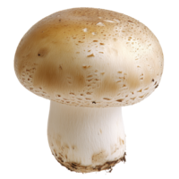 Fresh mushroom isolated on a white background isolated transparent png