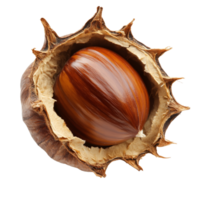 Chestnut in spiky shell on white isolated transparent png