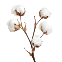 Delicate cotton blooms on a branch in bright light isolated transparent png