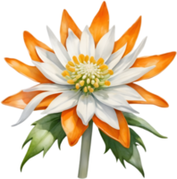 Charming Edelweiss Flower Sketch Mountain Botanical. . png