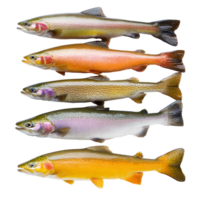 Colorful display of trout varieties isolated transparent png