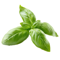 Fresh green basil leaves on a white background isolated transparent png