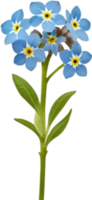 Rustic Forget-me-not Botanical Art. . png