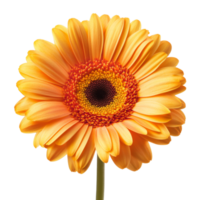 Bright orange gerbera daisy in full bloom isolated transparent png