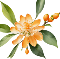 Fragrant Orange Osmanthus, Autumns Aromatic Gem. . png