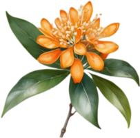 Kinmokusei, Golden Flower of Fall. . png