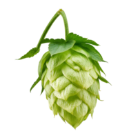 Green hop cone hanging from a vine in daylight isolated transparent png