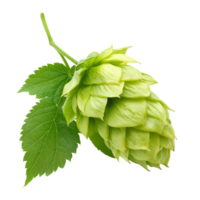 Fresh hop cone on white background isolated transparent png