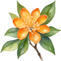 Kinmokusei, Autumns Most Aromatic Blossom. . png