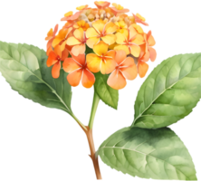 Cheerful Lantana Bloom Cluster Design. . png