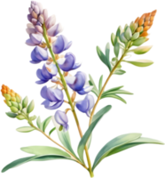 Artistic Lupine Illustrations for Digital Projects. . png