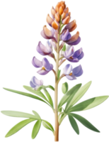Serene Lupine Flower Graphics for Relaxation. . png