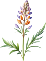 Bright Lupine Flower Art for Spring Themes. . png
