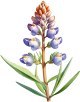 Gorgeous Lupine Flower Graphics for Websites. . png