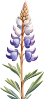 Charming Lupinus Perennis Graphics for Invitations. . png