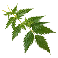 Fresh stinging nettle leaves on a white background isolated transparent png